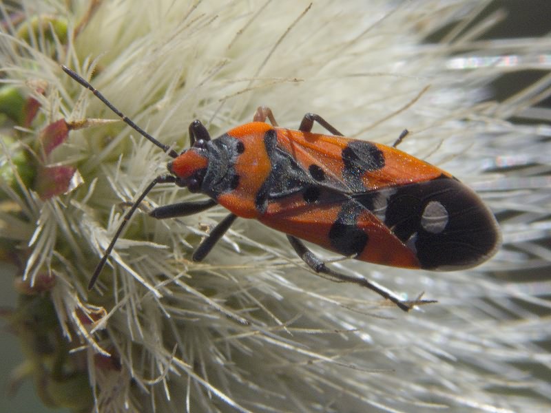 Lygaeus simulans Deckert, 1985